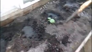 КАК СДЕЛАТЬ ТЕПЛУЮ ЛУНКУ ОГУРЦАМ