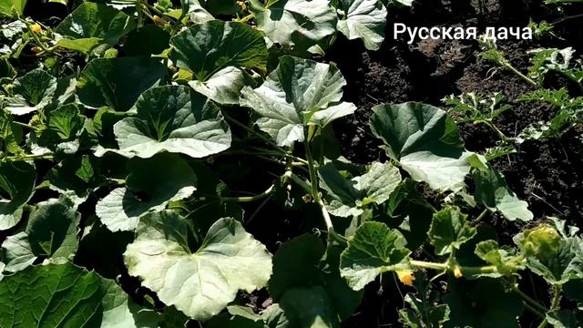 Дача 2021! ПРОВЕРИМ ЛЕГКО ЛИ ВЫРАСТИТЬ ДЫНИ И АРБУЗЫ НА ДАЧЕ? ЧАСТЬ 2 смотреть онлайн