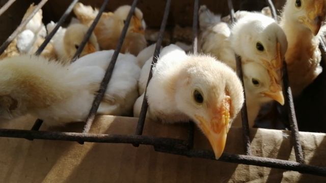 как ухаживать за цыплятами