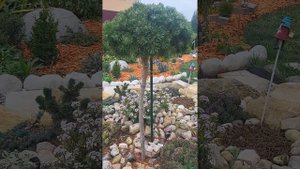 Сосна горная Бенджамин. Pinus mugo Benjamin. Садовый дневник. 25.10.23