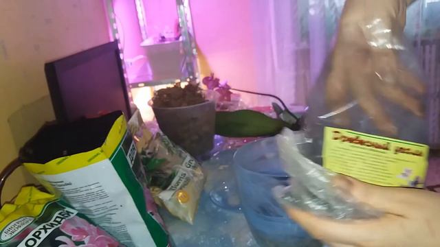 Пересадка орхидеи в полузакрытую систему. смотреть онлайн