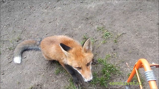 🦊☝ #26 Лисёнок в доме. Лисёнок берёт высоту