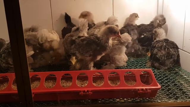 Цыплята брамы голубые, сплешь, черные смотреть онлайн