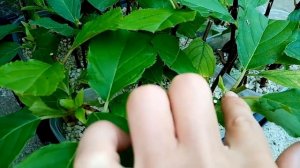 Черенкование гортензий летом в перлит. Объём корней приятно удивил.
