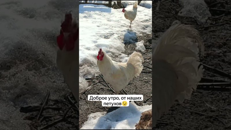 Доброе утро с первыми петухами #жизньвдеревне