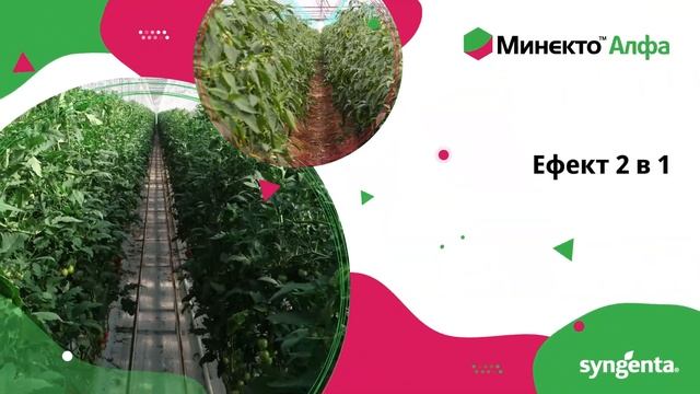 Минекто Алфа - широкоспектърен инсектицид 2 в 1 смотреть онлайн