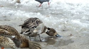 Шилохвост за едой