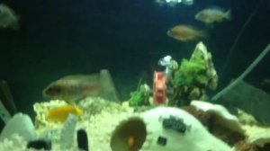 African cichlids eating tubifex worms