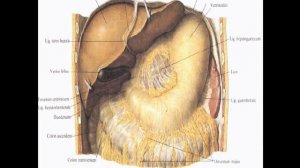 Анатомия желудка. Строение, гистология, функции, кровоснабжение, иннервация.