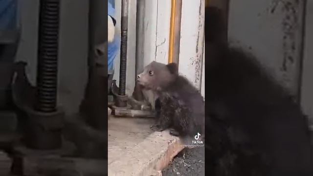 Маленький медвежонок, а будет огромный медведь смотреть онлайн