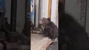 Маленький медвежонок, а будет огромный медведь