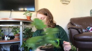 Rare Plant Haul February 2020 🌱🌿