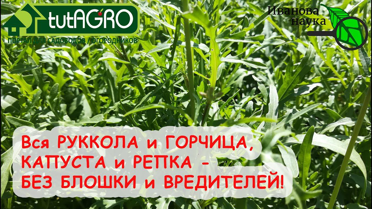 По ИТОГУ, МОЯ РУККОЛА СОВСЕМ БЕЗ БЛОШКИ и ВРЕДИТЕЛЕЙ! Вкусная и полезная! И у ВАС ТАКАЯ БУДЕТ!