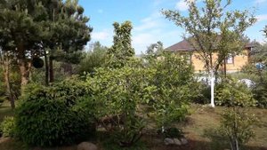 Сад без травы\новая веранда\формирую калину на штамбе\мини волжанка\сизая роза