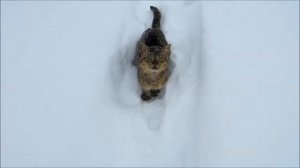 Cold and hungry cat. Холодный и голодный кот