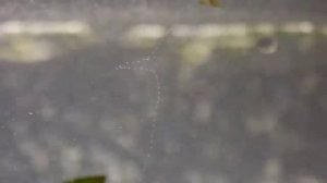 Пузырьки в аквариуме