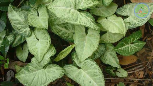 Grow these 10 cuttings only in sand in rainy season