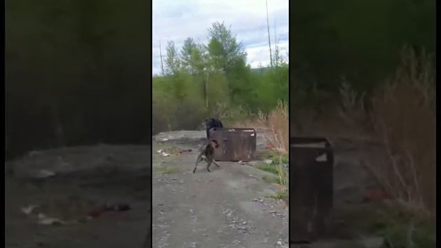 Бодайбинский район. Слабонервным не смотреть. Шок - здоровый медведь вышел к людям.