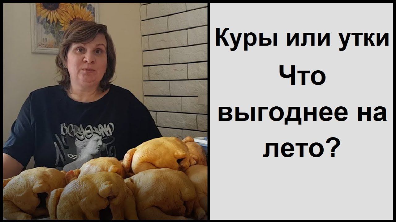 Куры, утки, муларды или индюки - какую птицу выгодно выращивать или разводить?!