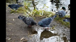 Петергоф, Ольгин пруд