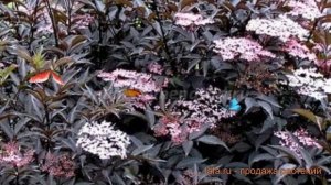 Бузина черная Тундерклоуд (thundercloud) ? обзор: как сажать, саженцы бузины Тундерклоуд