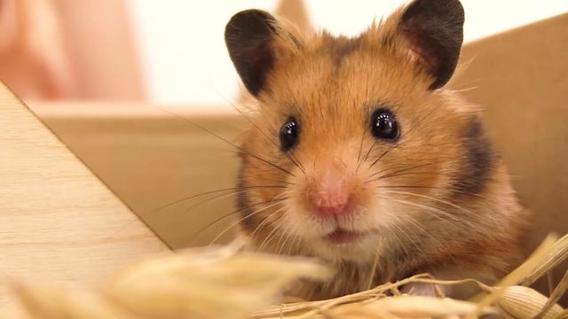 Кукла Барби играет с хомяком. Домашние животные для девочек и игры в куклы смотреть онлайн