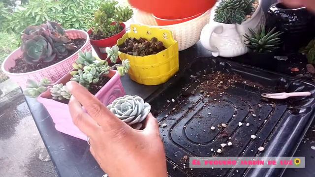 Vamos a transplantar #suculentas 😊 смотреть онлайн