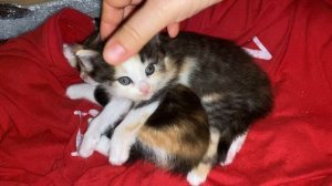 Нам подбросили Котят-это ….. виноват//Котята трёхцветные