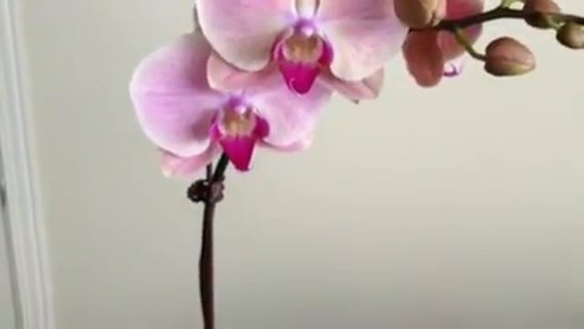 2013-07-28 - Another try with phalaenopsis orchid in sphagnum moss смотреть онлайн