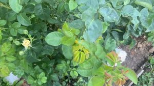 Роза Шопен и Роза Фредерик Мистраль