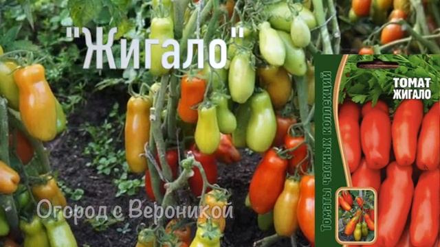 Лучшие ТОМАТЫ-РАБОТЯГИ для ОТКРЫТОГО ГРУНТА на 2022 год смотреть онлайн