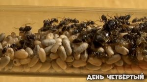 Как радикально ускорить рост колонии муравьев. Подброс коконов.