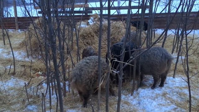 Мангалица . Чем кормить зимой ? смотреть онлайн