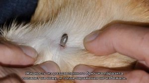 Клещ у кота: укусил, что делать, опасны ли