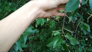 Черемуха! Спасибо за ответы! (Какое это дерево? Лесное дерево-загадка.)