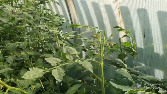 104. Прогуллка по... Дача огород 4 сотки. смотреть онлайн