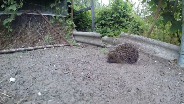 GoPro HERO 3+ охота не ежа. смотреть онлайн