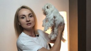 КУПИЛИ СОБАКУ! ? Мальтийская болонка, Мальтезе по имени Джорджио. ???