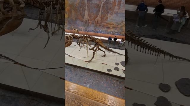 Скелет Тарбозавра близкого к американскому Тиранозавру из фильма Парк юрского периода
