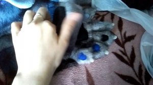 Очень странный обзор на фурсьют