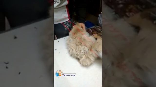 Бельчик после стрижки смотреть онлайн