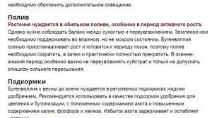БУГЕНВИЛЛЕЯ ЦВЕТЫ КОМНАТНЫЕ САДОВЫЕ Посадка и уход за бугенвиллией в домашних условиях