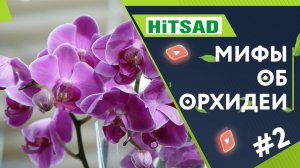 Ошибки При Выращивании Орхидеи  Мифы и Заблуждения Об Орхидеях  Часть 2