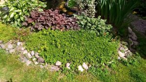 Растения для оформления пруда