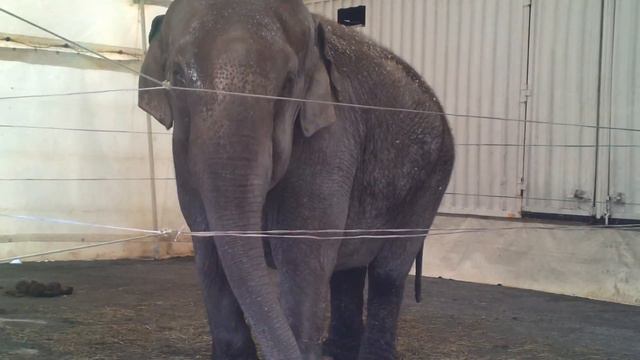 Elephant Baba close-up смотреть онлайн