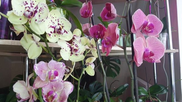 Почему орхидея фаленопсис сбрасывает бутоны... смотреть онлайн