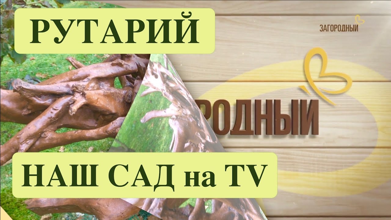 РУТАРИЙ-ЭТО... / НАШ САД В РЕПОРТАЖЕ TV "ЗАГОРОДНЫЙ". Rutarium. Garden of Roots. ДАЧНЫЙ КРЕАТИВ.