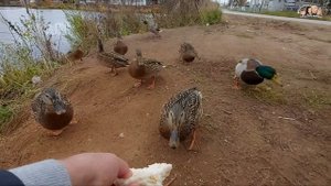 ВЛОГ! Какие хорошенькие ручные УТОЧКИ,ничего не боятся//Кормим диких уток//Дикие утки/Семейный кана