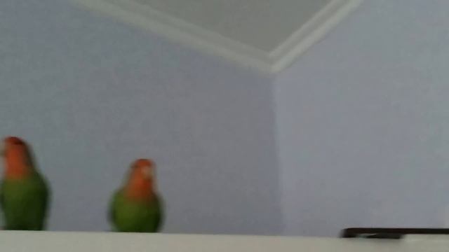 Пение попугайчиков-неразлучников смотреть онлайн