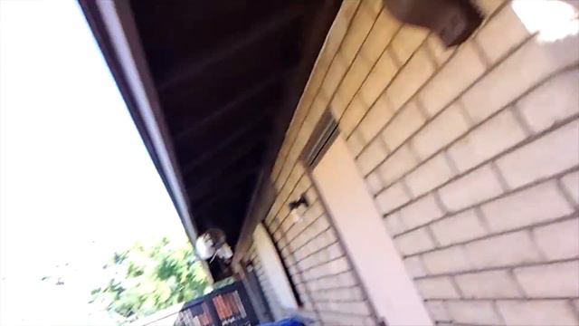 What is this Plant Filling the Bees' Needs? смотреть онлайн